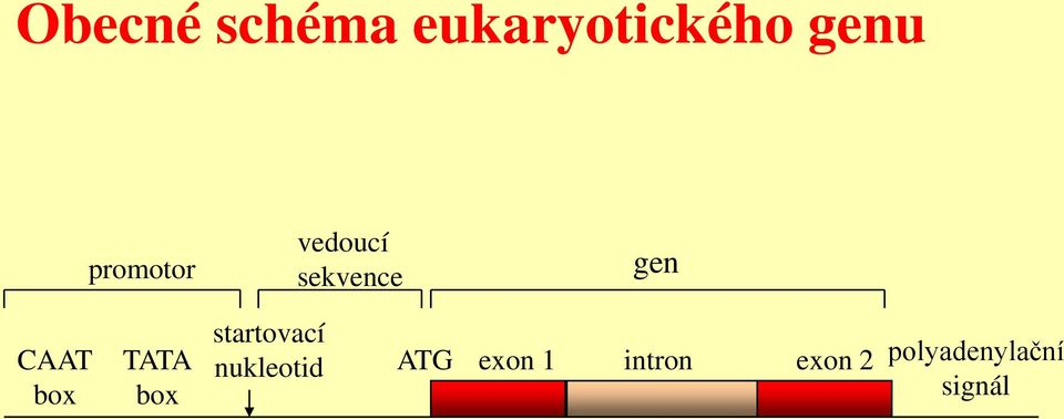 box TATA box startovací nukleotid ATG