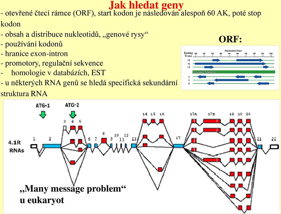 hranice exon-intron - promotory, regulační sekvence - homologie v databázích, EST - u
