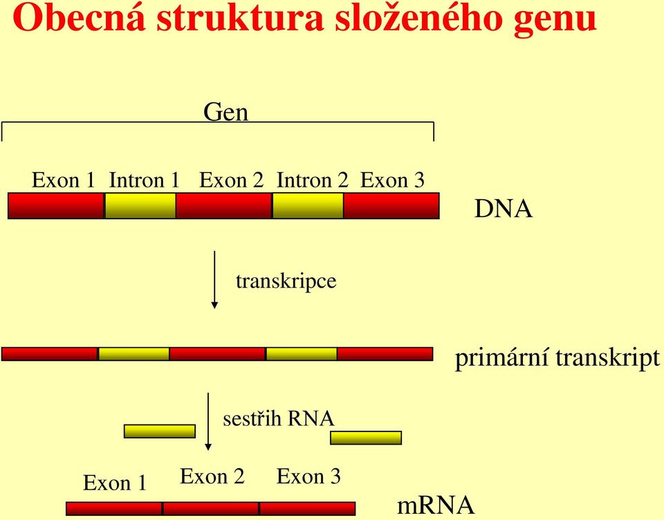 3 DNA transkripce primární