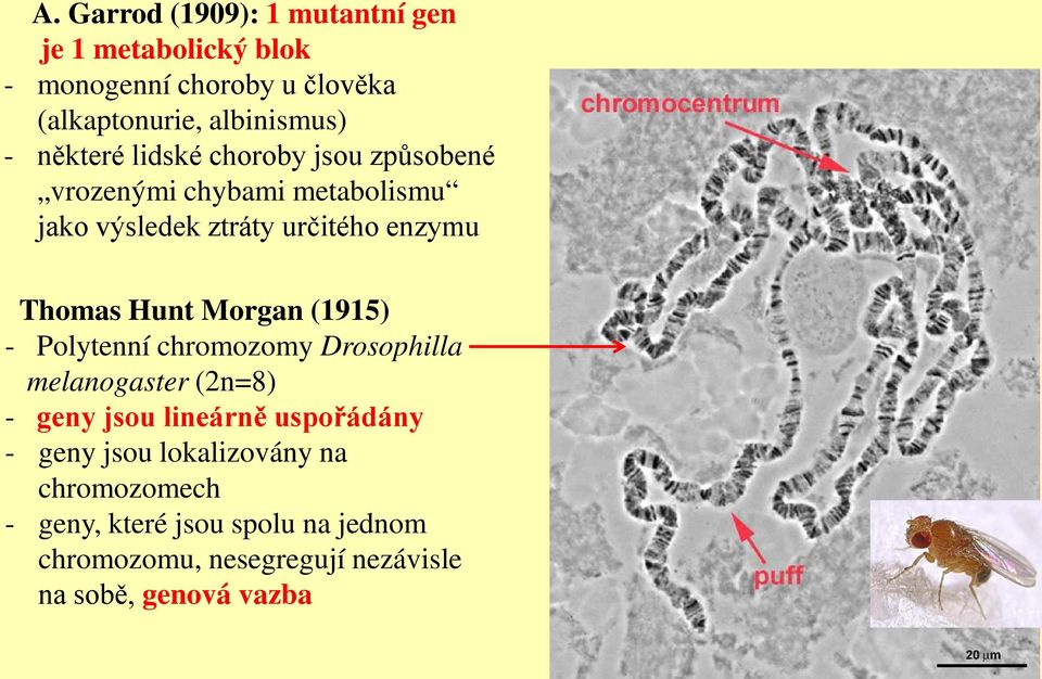 Hunt Morgan (1915) - Polytenní chromozomy Drosophilla melanogaster (2n=8) - geny jsou lineárně uspořádány - geny
