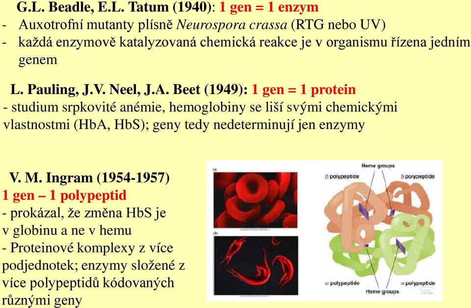 Beet (1949): 1 gen = 1 protein - studium srpkovité anémie, hemoglobiny se liší svými chemickými vlastnostmi (HbA, HbS); geny tedy