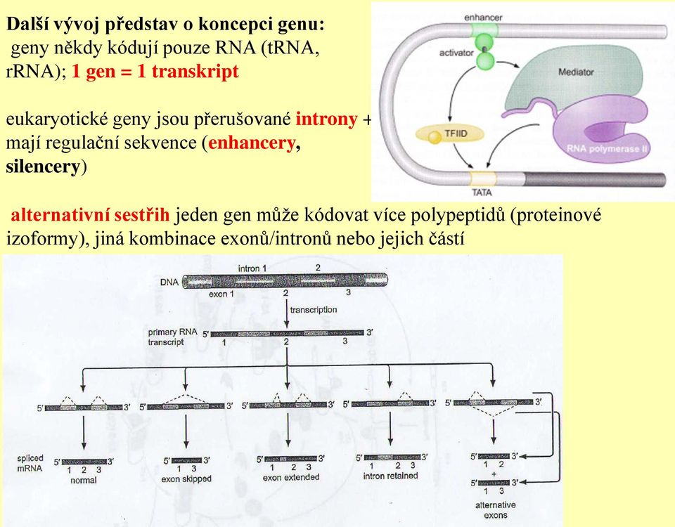 sekvence (enhancery, silencery) alternativní sestřih jeden gen může kódovat více