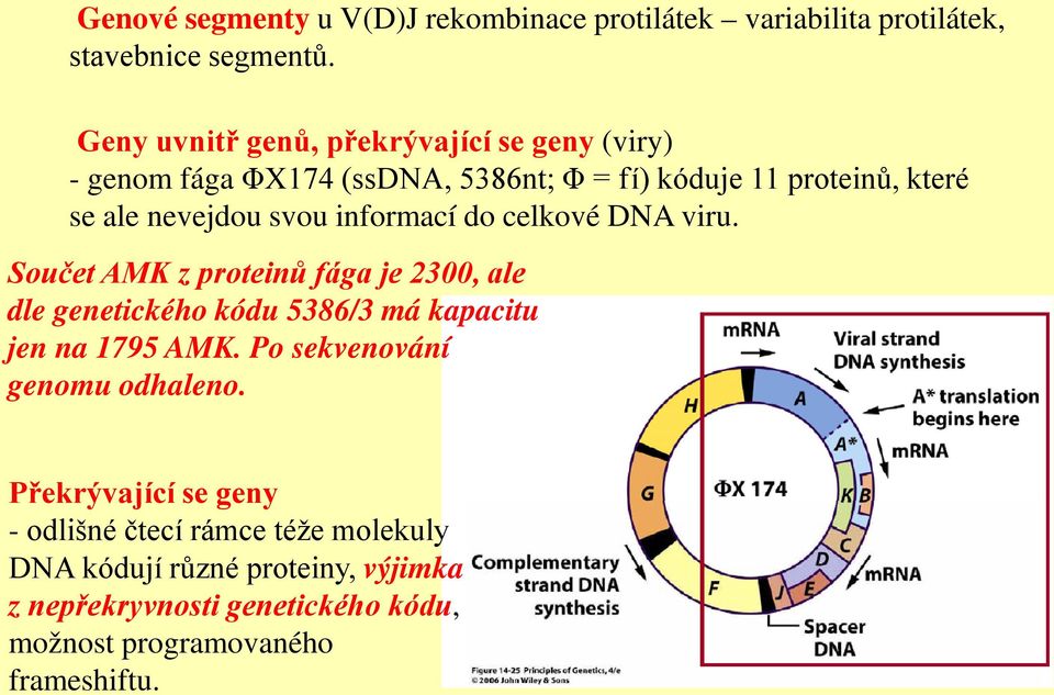 informací do celkové DNA viru. Součet AMK z proteinů fága je 2300, ale dle genetického kódu 5386/3 má kapacitu jen na 1795 AMK.