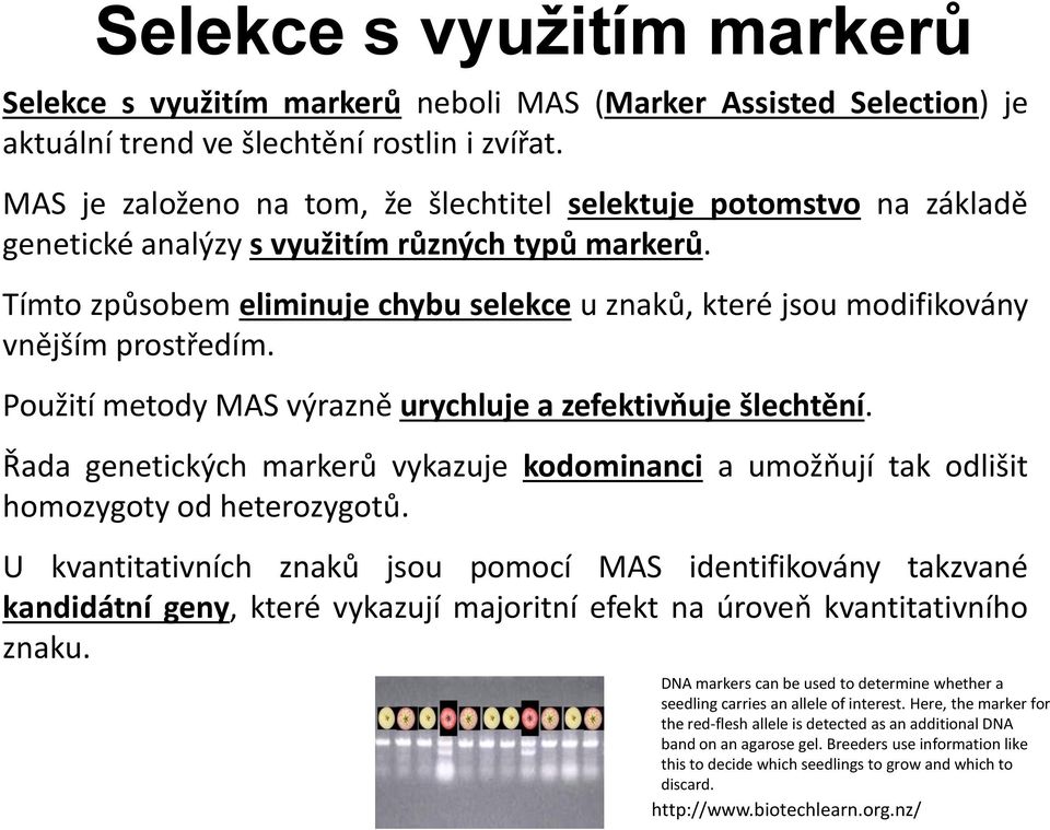 Tímto způsobem eliminuje chybu selekce u znaků, které jsou modifikovány vnějším prostředím. Použití metody MAS výrazně urychluje a zefektivňuje šlechtění.