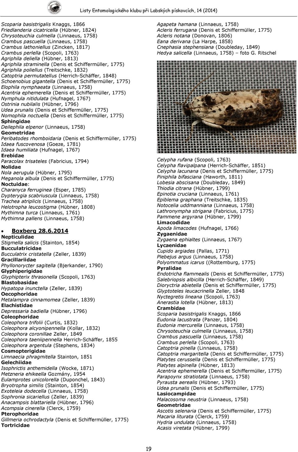 1848) Schoenobius gigantella (Denis et Schiffermüller, 1775) Elophila nymphaeata (Linnaeus, 1758) Acentria ephemerella (Denis et Schiffermüller, 1775) Nymphula nitidulata (Hufnagel, 1767) Ostrinia