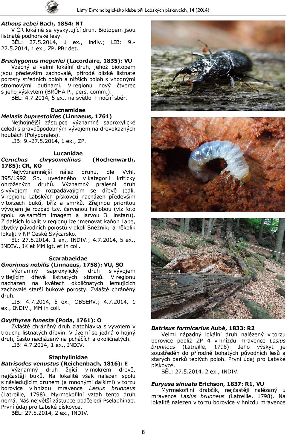 dutinami. V regionu nový čtverec s jeho výskytem (BRŮHA P., pers. comm.). BĚL: 4.7.2014, 5 ex., na světlo + noční sběr.