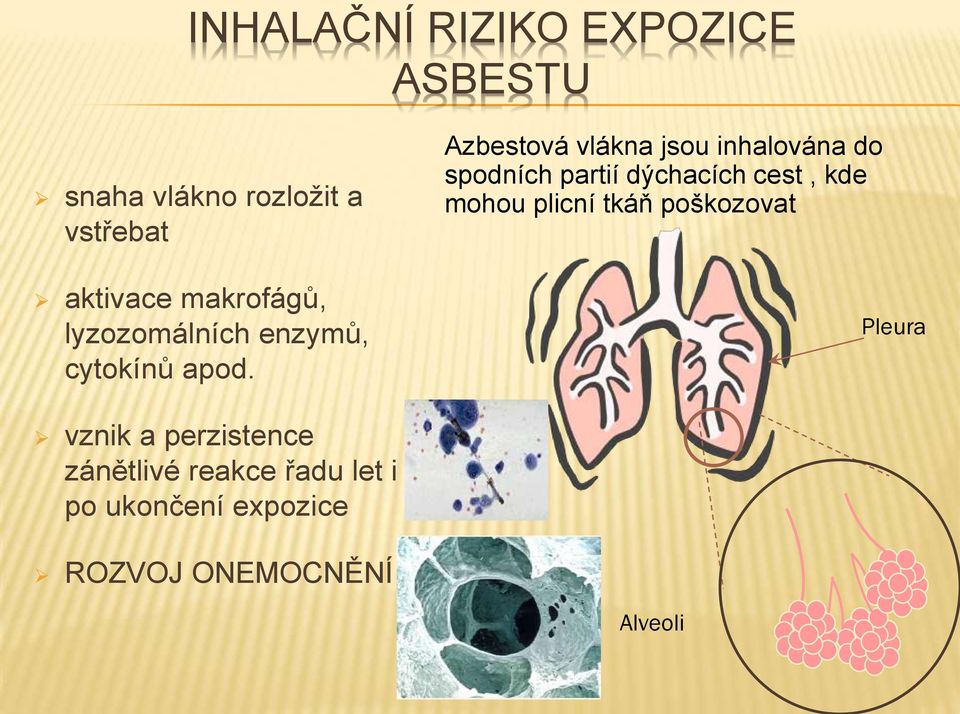 poškozovat aktivace makrofágů, lyzozomálních enzymů, cytokínů apod.