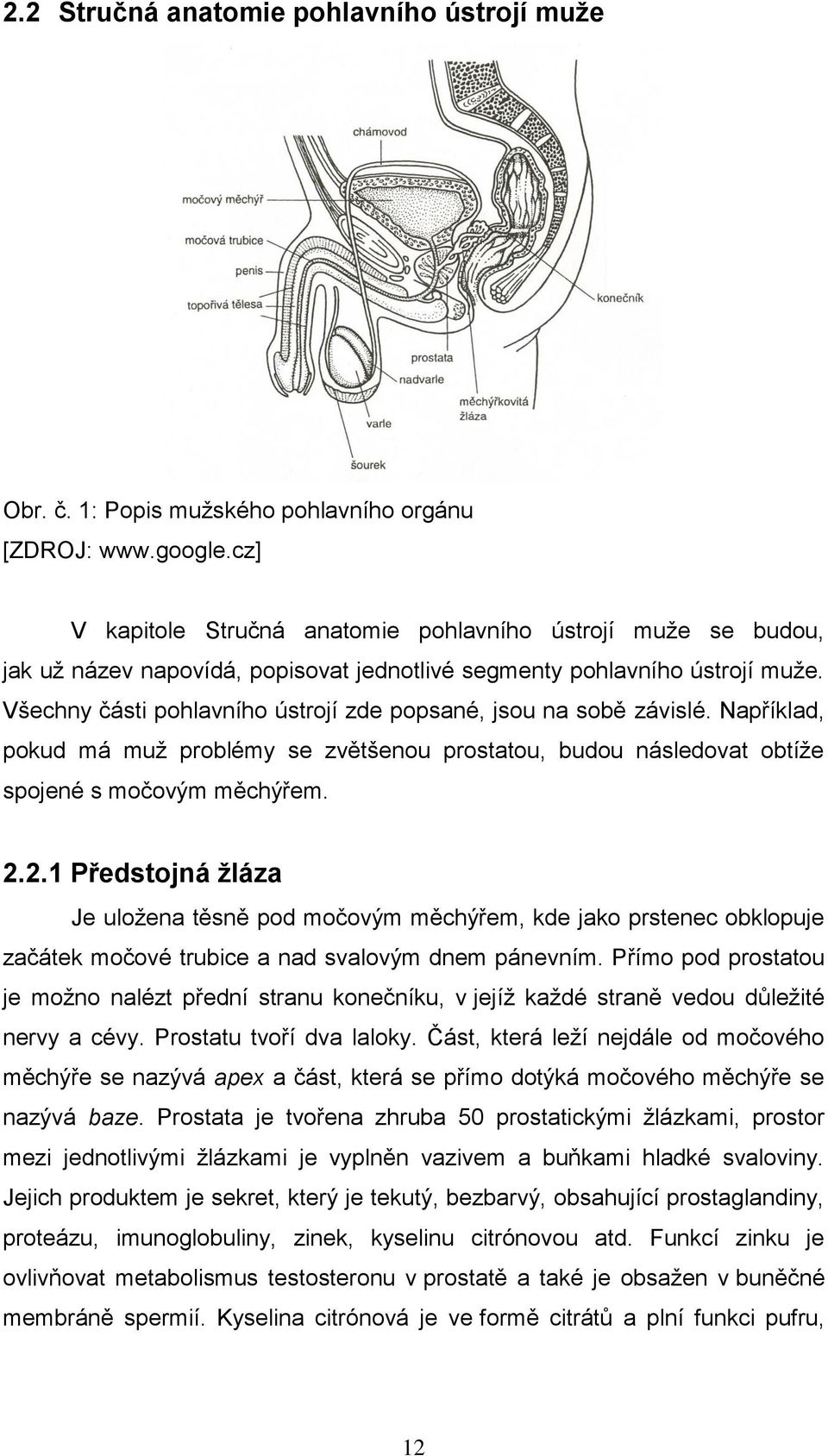 Všechny části pohlavního ústrojí zde popsané, jsou na sobě závislé. Například, pokud má muţ problémy se zvětšenou prostatou, budou následovat obtíţe spojené s močovým měchýřem. 2.