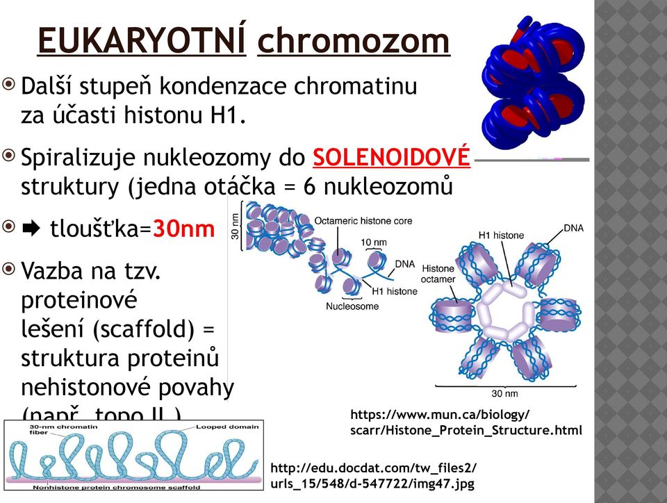 tzv. proteinové lešení (scaffold) = struktura proteinů nehistonové povahy (např. topo II.