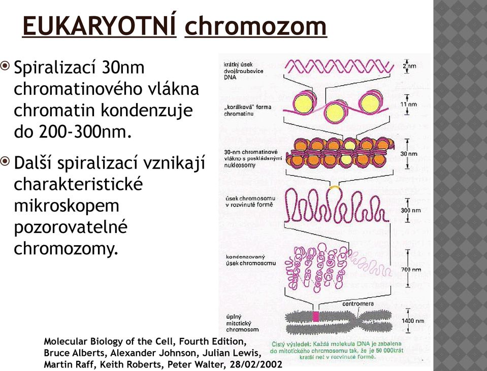 Další spiralizací vznikají charakteristické mikroskopem pozorovatelné chromozomy.