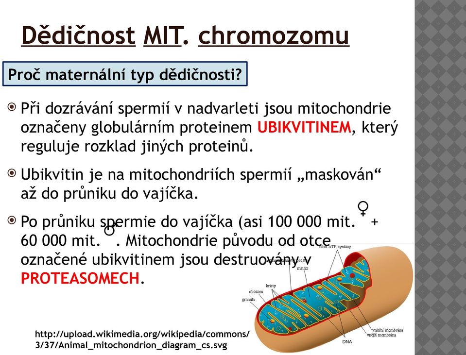 jiných proteinů. Ubikvitin je na mitochondriích spermií maskován až do průniku do vajíčka.