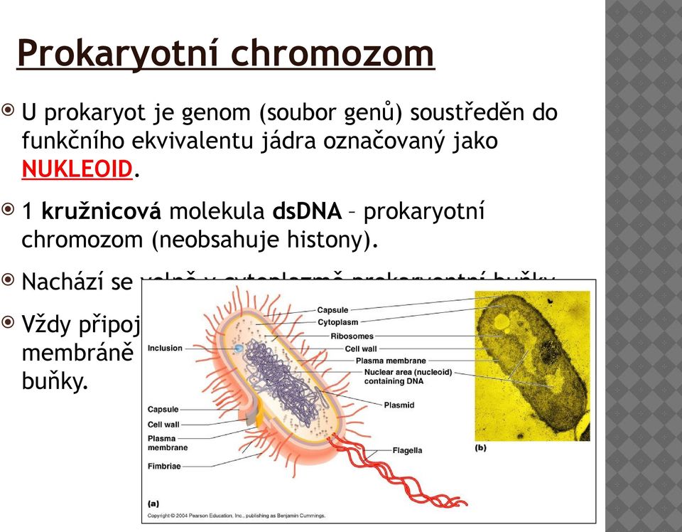 1 kružnicová molekula dsdna prokaryotní chromozom (neobsahuje histony).