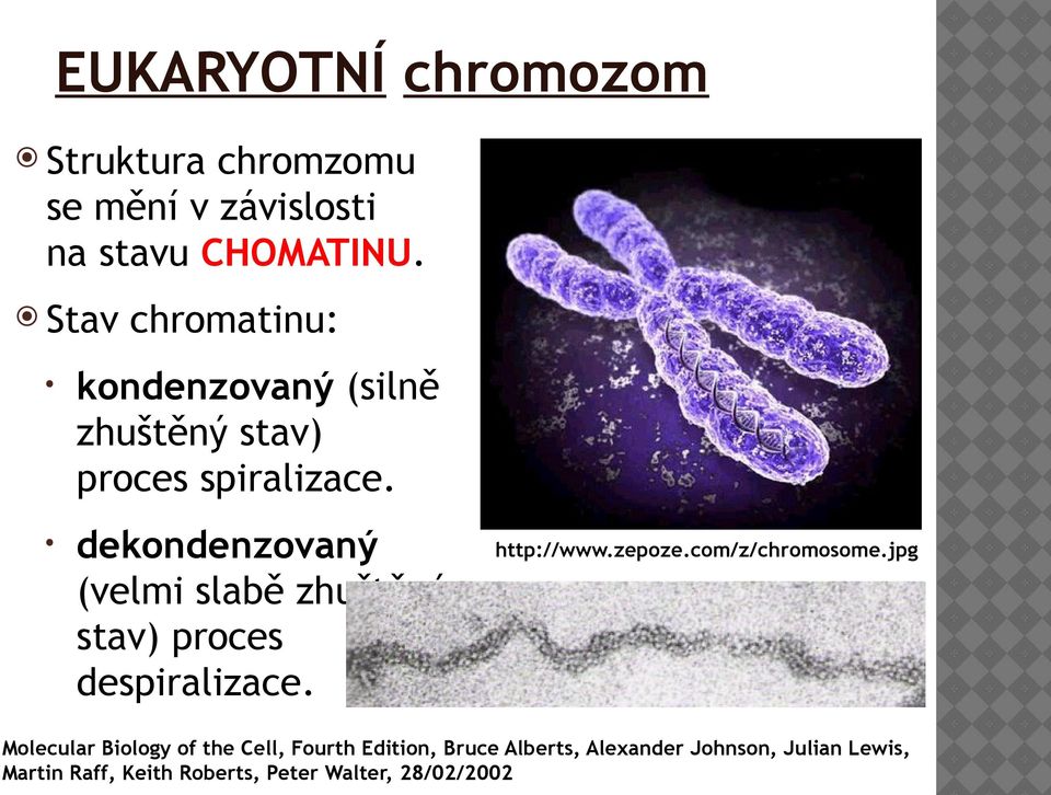 dekondenzovaný (velmi slabě zhuštěný stav) proces despiralizace. http://www.zepoze.com/z/chromosome.