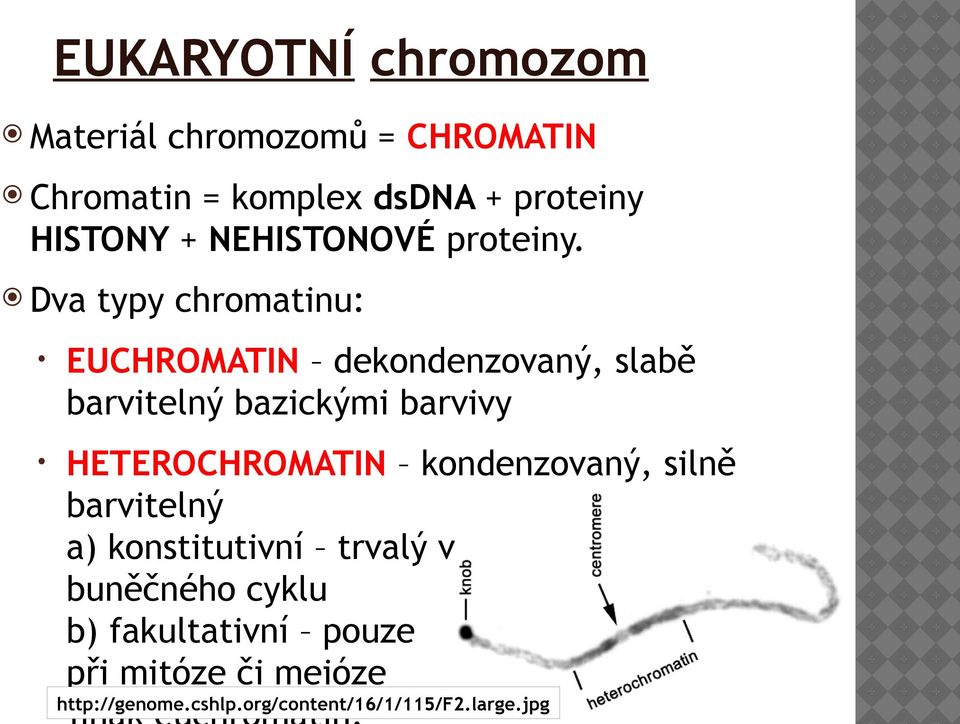 Dva typy chromatinu: EUCHROMATIN dekondenzovaný, slabě barvitelný bazickými barvivy HETEROCHROMATIN