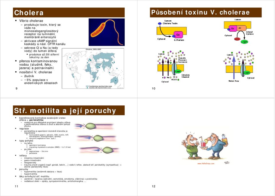cholerae žlučník ~5% populace v endemických oblastech 9 Působení toxinu V. cholerae 10 Stř.