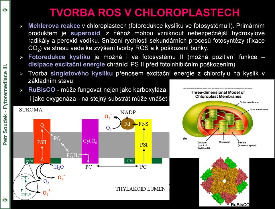 Snížení rychlosti sekundárních procesů fotosyntézy (fixace CO 2 ) ve stresu vede ke zvýšení tvorby ROS a k poškození buňky.