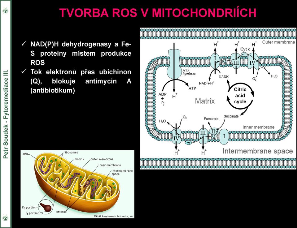 produkce ROS Tok elektronů přes