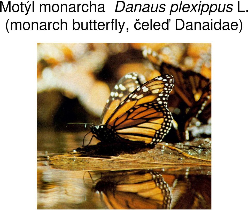 L. (monarch