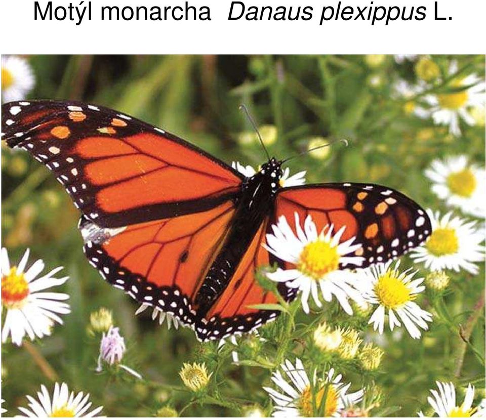 Danaus