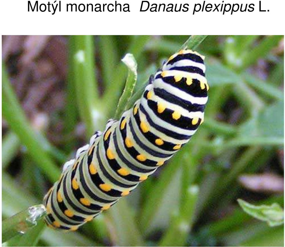 Danaus