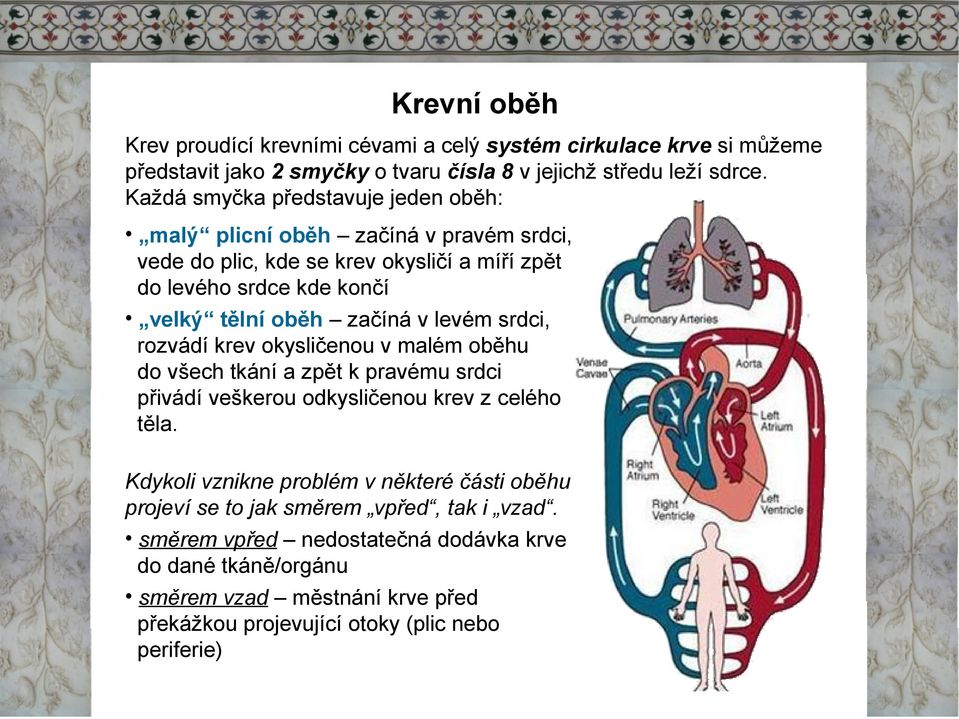 vlevém srdci, rozvádí krev okysličenou vmalém oběhu do všech tkání a zpět kpravému srdci přivádí veškerou odkysličenou krev zcelého těla.