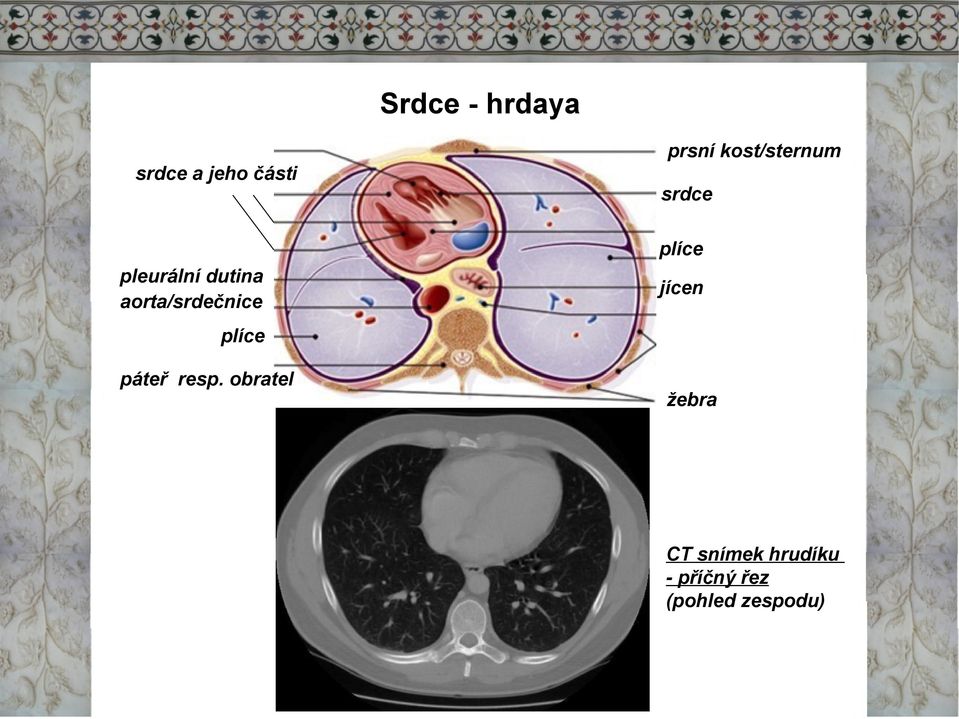 aorta/srdečnice jícen plíce páteř resp.