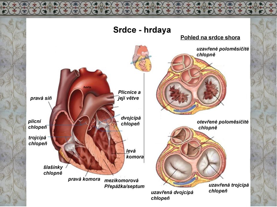 poloměsíčité chlopně trojcípá chlopeň levá komora šlašinky chlopně pravá