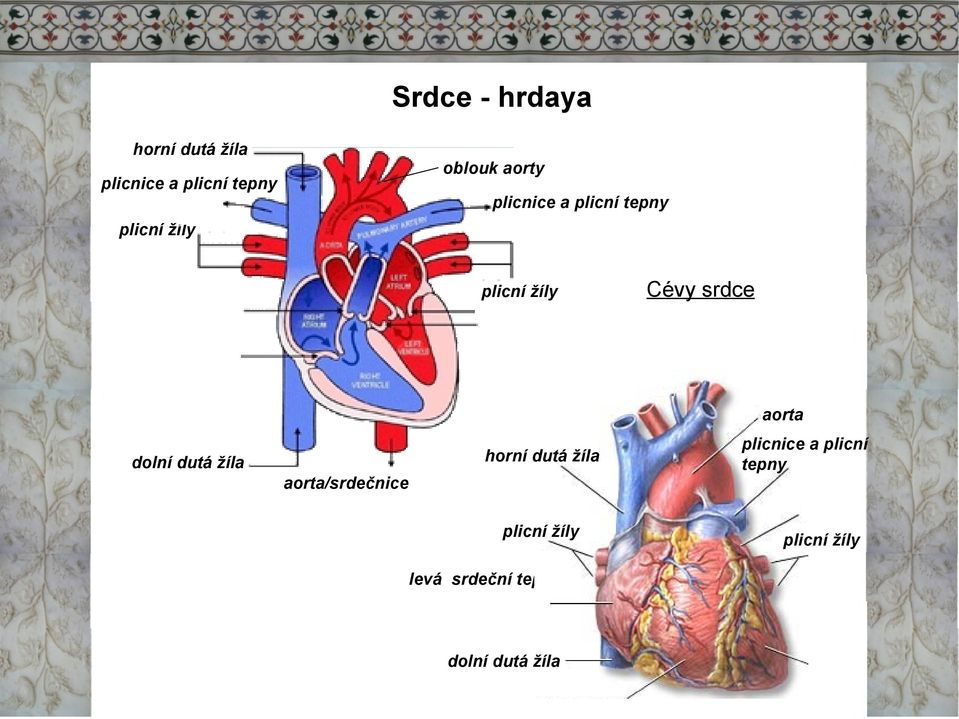 aorta horní dutá žíla dolní dutá žíla aorta/srdečnice plicní žíly