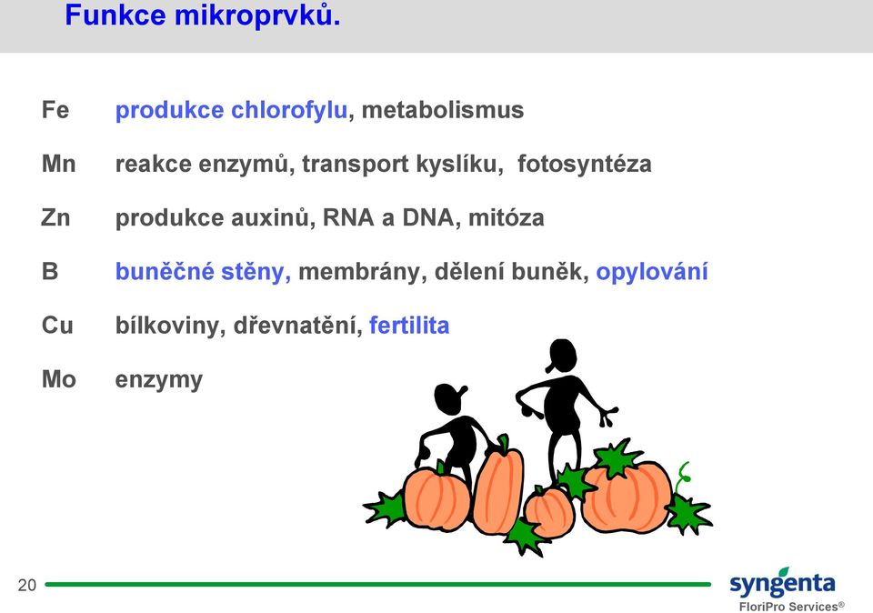 enzymů, transport kyslíku, fotosyntéza produkce auxinů, RNA