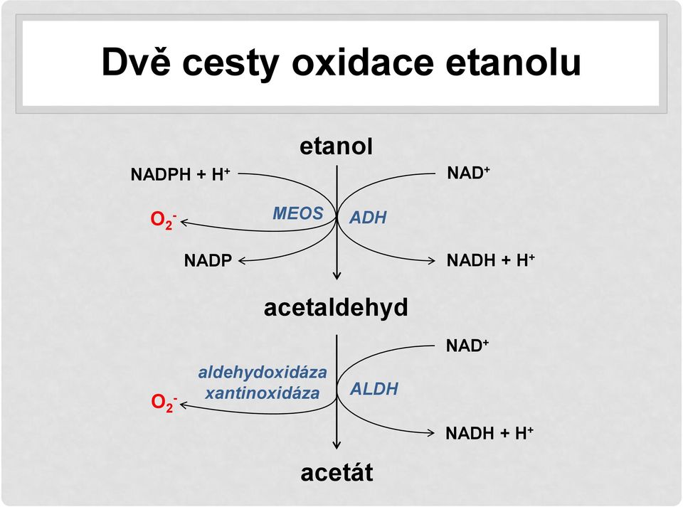 H + acetaldehyd O 2 - aldehydoxidáza