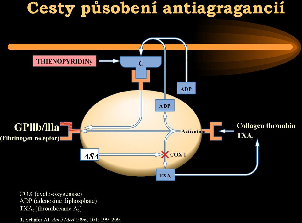 (cyclo-oxygenase) ADP (adenosine diphosphate) TXA2