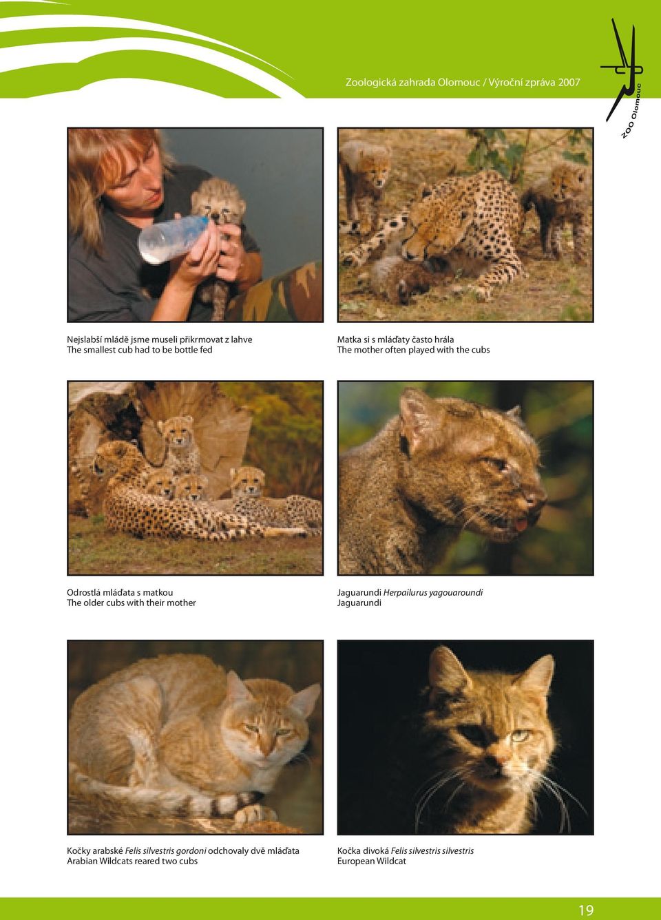 The older cubs with their mother Jaguarundi Herpailurus yagouaroundi Jaguarundi Kočky arabské Felis silvestris