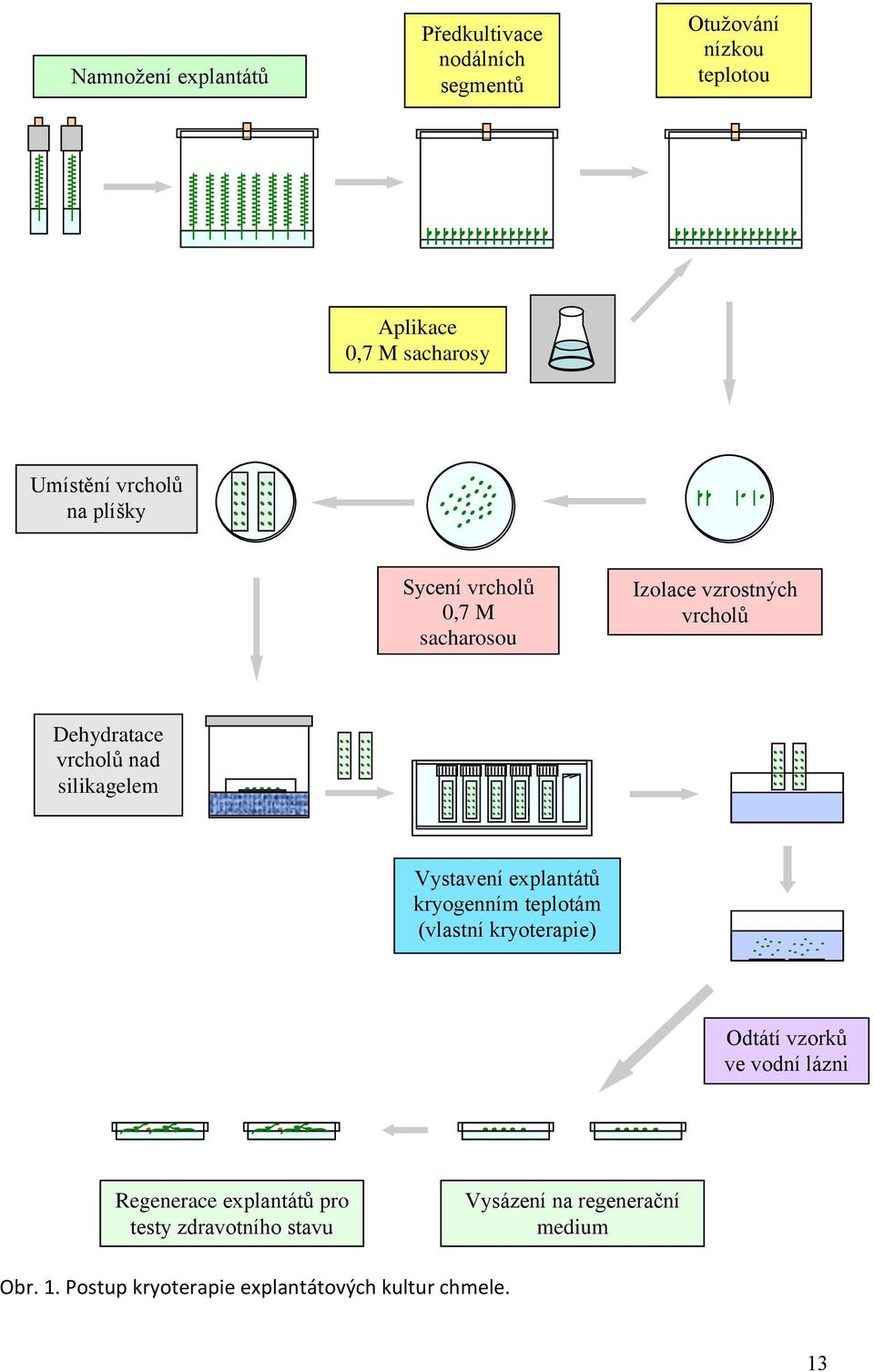 Vystavení explantátů kryogenním teplotám (vlastní kryoterapie) Odtátí vzorků ve vodní lázni Regenerace explantátů