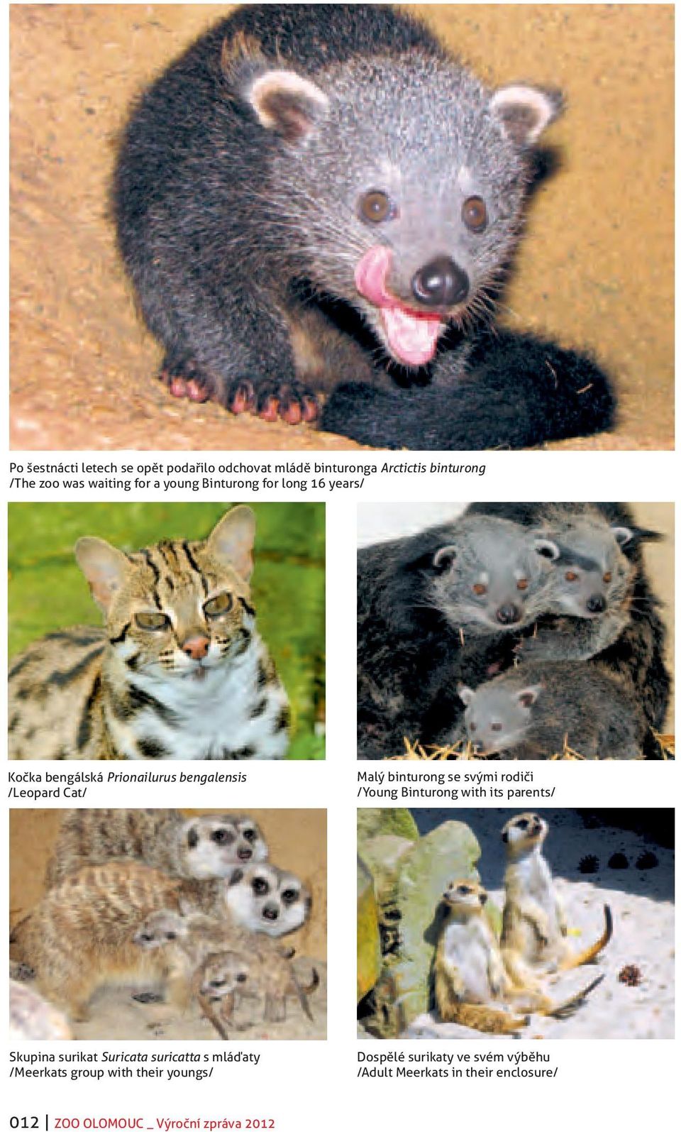 svými rodiči /Young Binturong with its parents/ Skupina surikat Suricata suricatta s mláďaty /Meerkats group