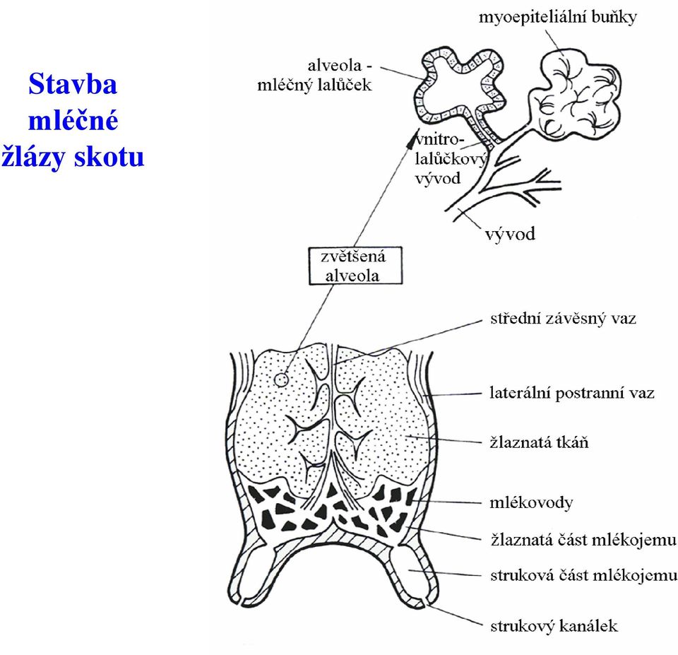 žlázy