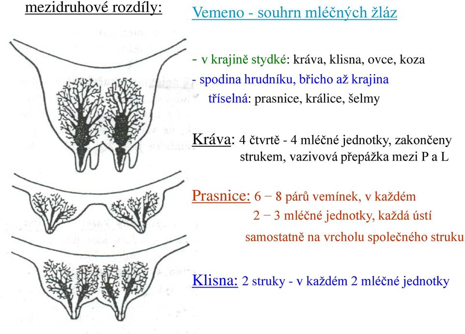 jednotky, zakončeny strukem, vazivová přepážka mezi P a L Prasnice: 6 8 párů vemínek, v každém 2 3