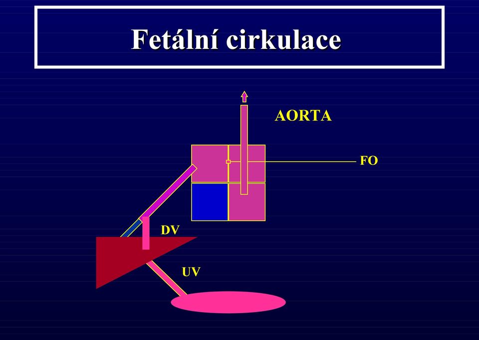 AORTA FO