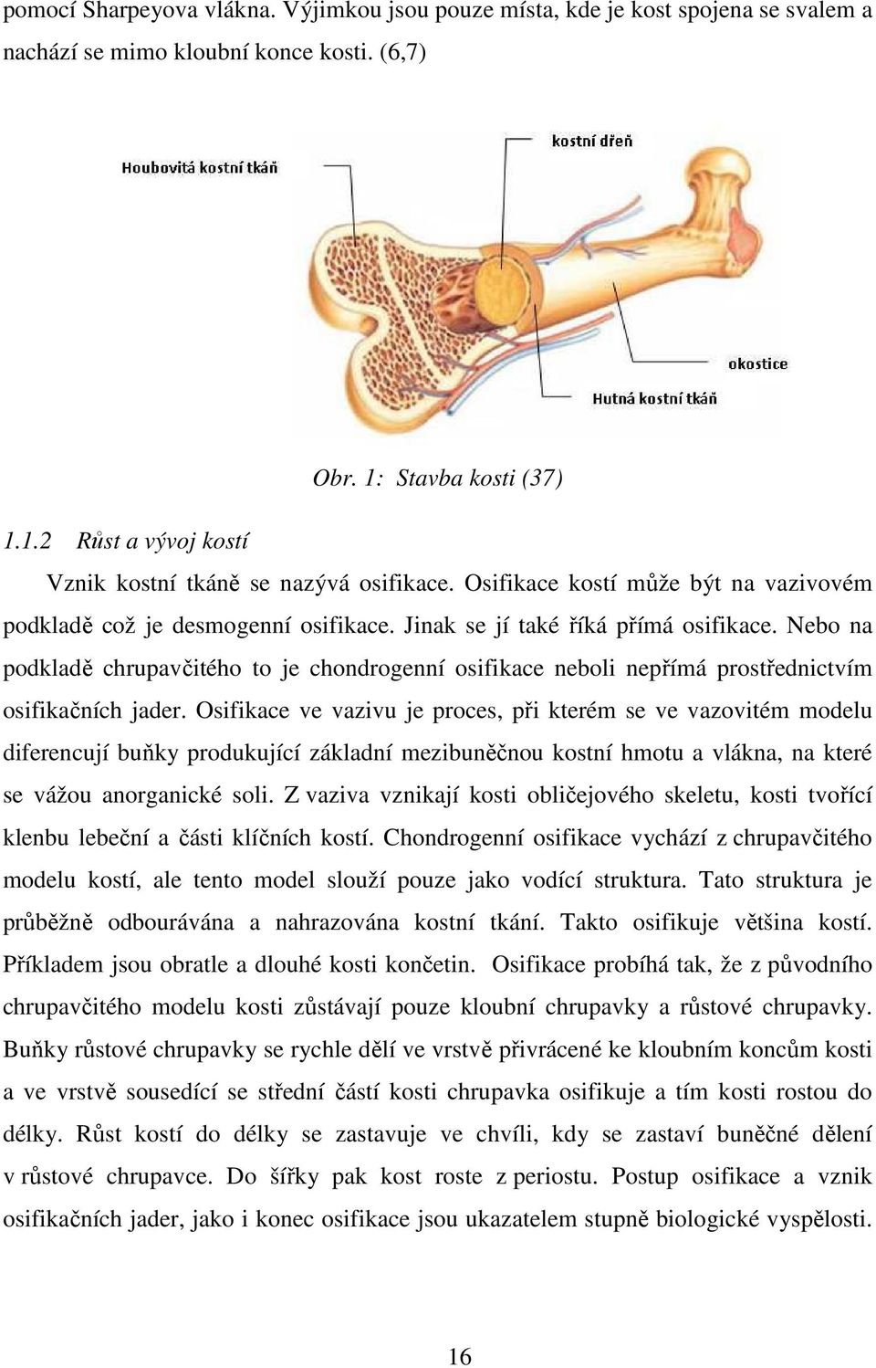 Nebo na podkladě chrupavčitého to je chondrogenní osifikace neboli nepřímá prostřednictvím osifikačních jader.