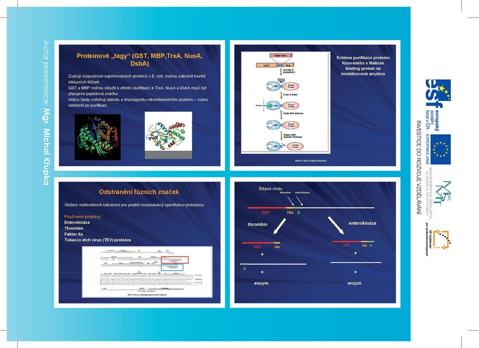 imunogenitu rekombinantního proteinu nutno odstranit po purifikaci Odstranění fúzních značek Štěpné místo thrombin Web of New England Biolabs enterokinase Schéma purifikace proteinu