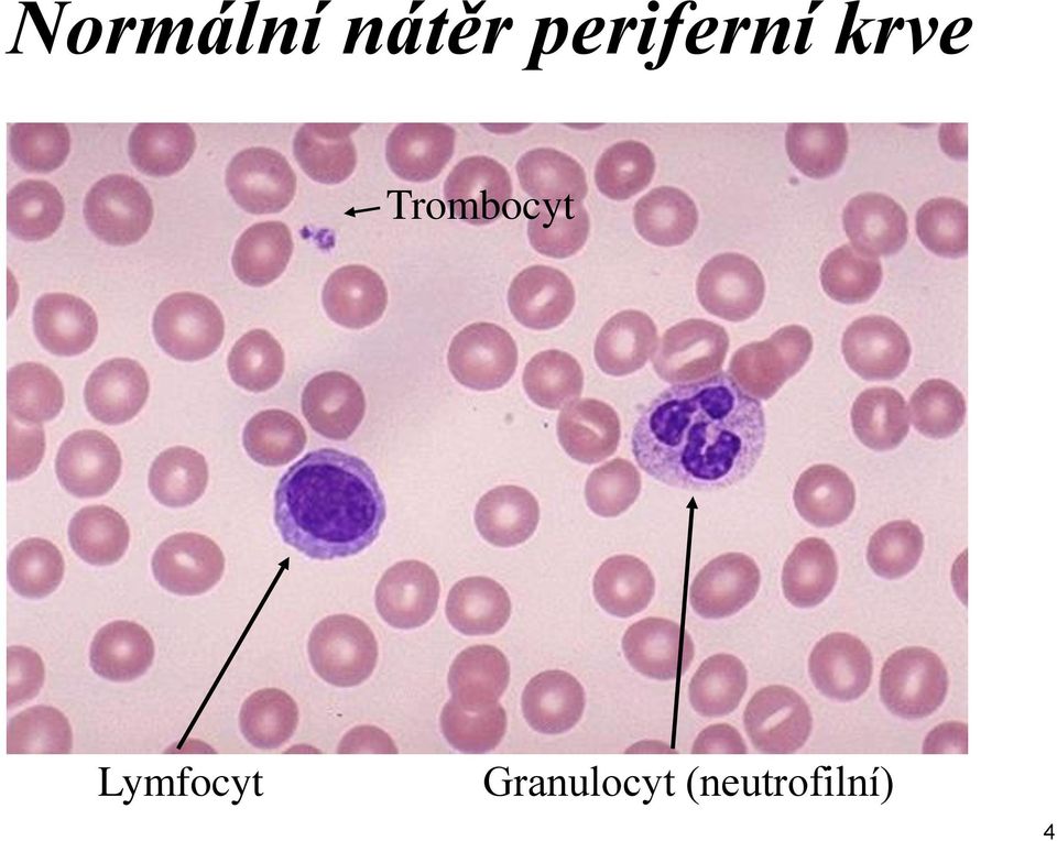 Trombocyt Lymfocyt