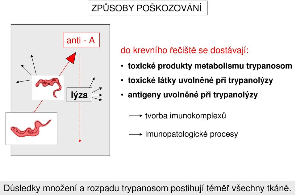 trypanolýzy antigeny uvolněné při trypanolýzy tvorba imunokomplexů