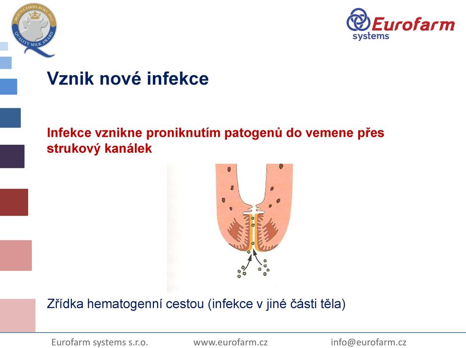 strukový kanálek Zřídka hematogenní