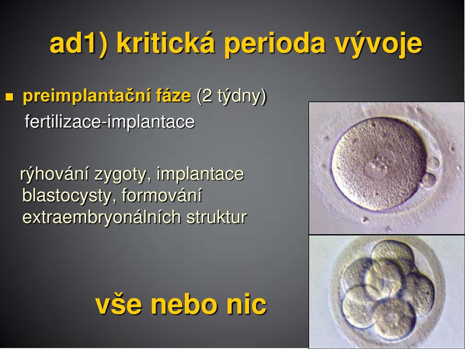 rýhování zygoty, implantace blastocysty,