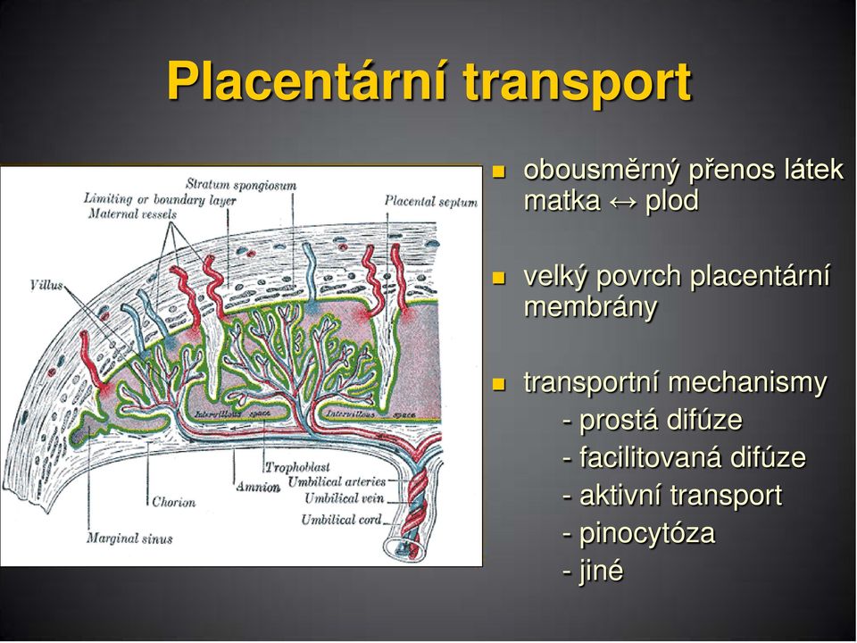 transportní mechanismy - prostá difúze -