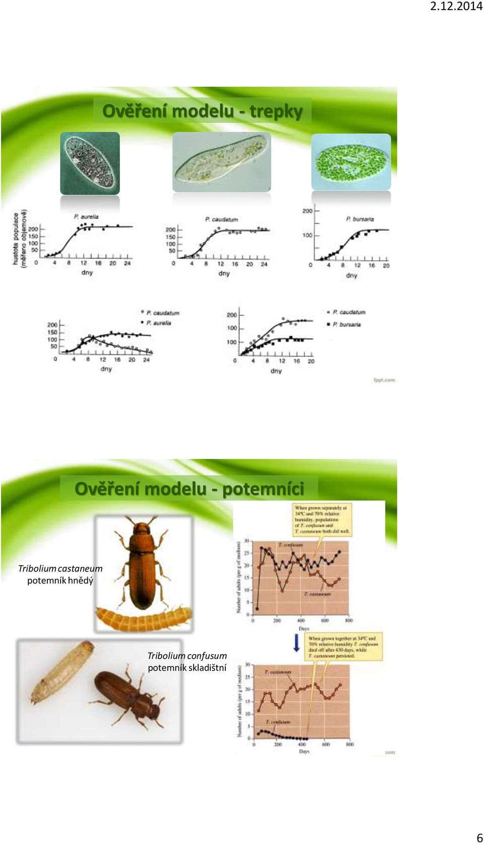 castaneum potemník hnědý