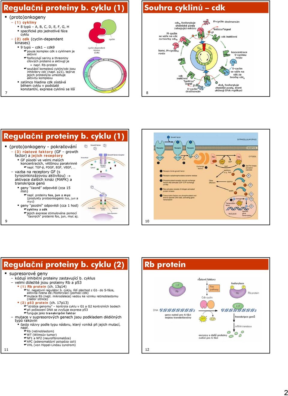 fosforylují seriny a threoniny cílových proteinů a aktivují je»např. Rb-protein součástí komplexů cyklin/cdc jsou inhibitory cdc (např.