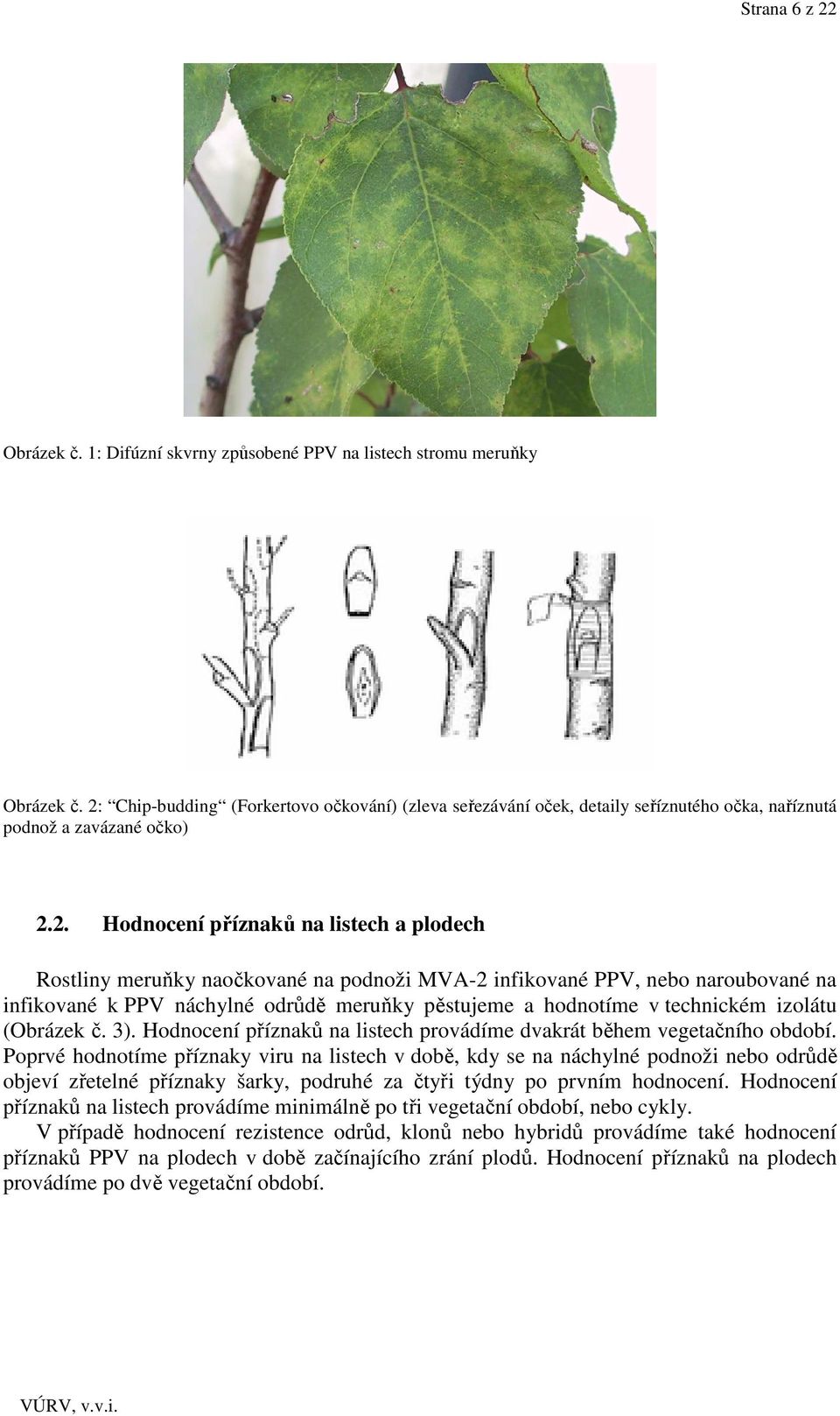podnoži MVA-2 infikované PPV, nebo naroubované na infikované k PPV náchylné odrůdě meruňky pěstujeme a hodnotíme v technickém izolátu (Obrázek č. 3).