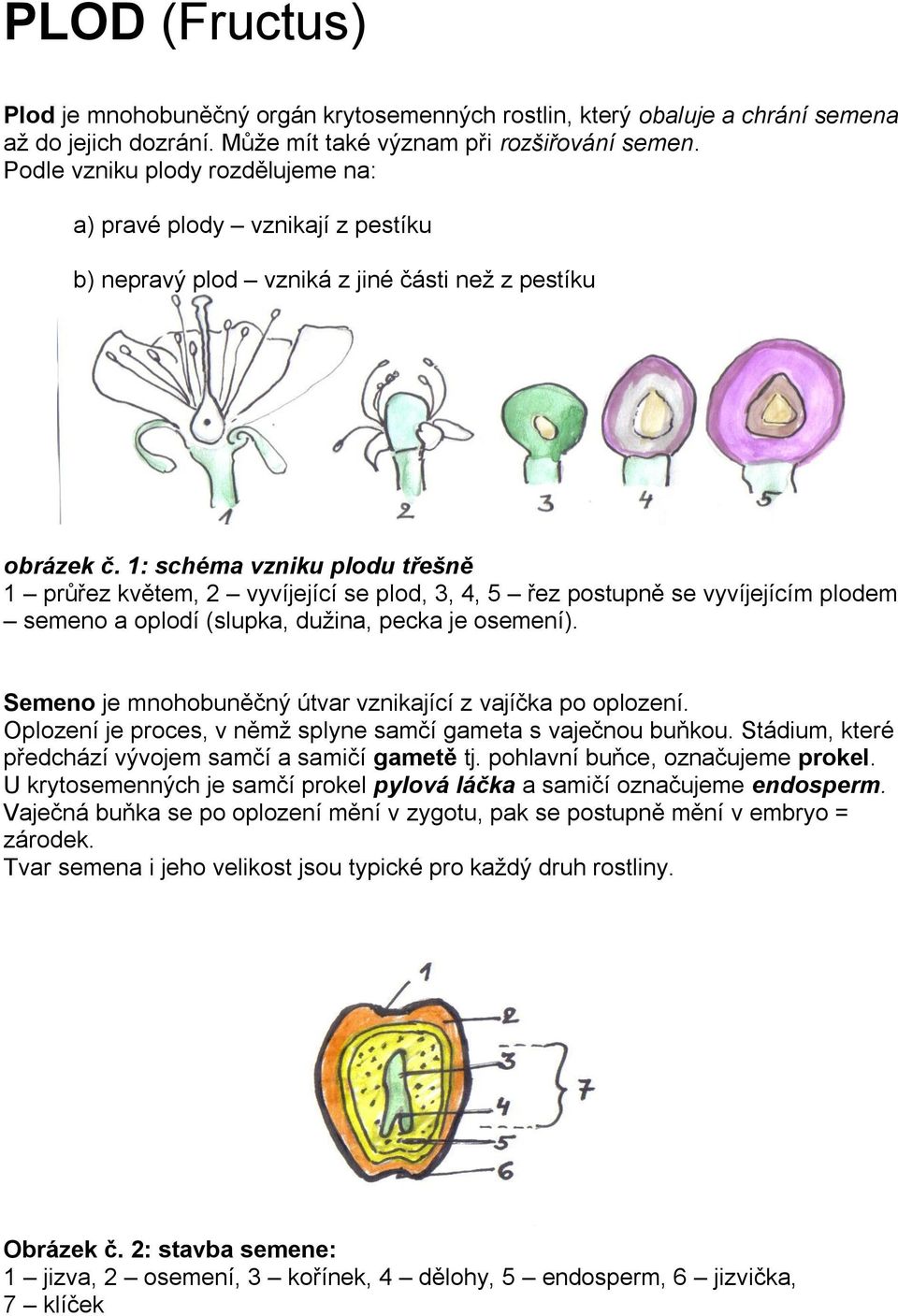 1: schéma vzniku plodu třešně 1 průřez květem, 2 vyvíjející se plod, 3, 4, 5 řez postupně se vyvíjejícím plodem semeno a oplodí (slupka, dužina, pecka je osemení).