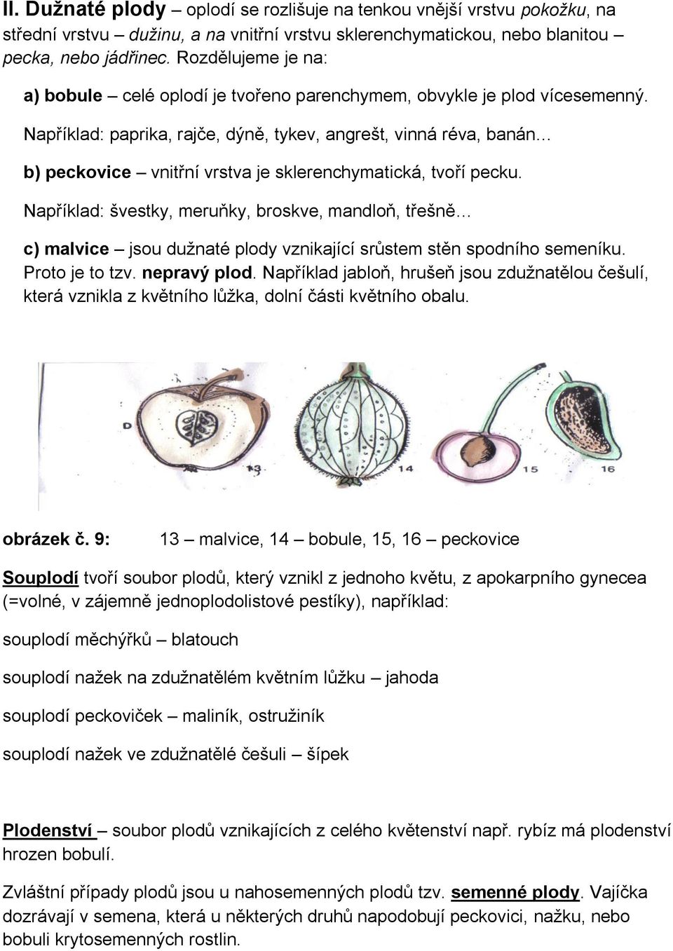 Například: paprika, rajče, dýně, tykev, angrešt, vinná réva, banán b) peckovice vnitřní vrstva je sklerenchymatická, tvoří pecku.