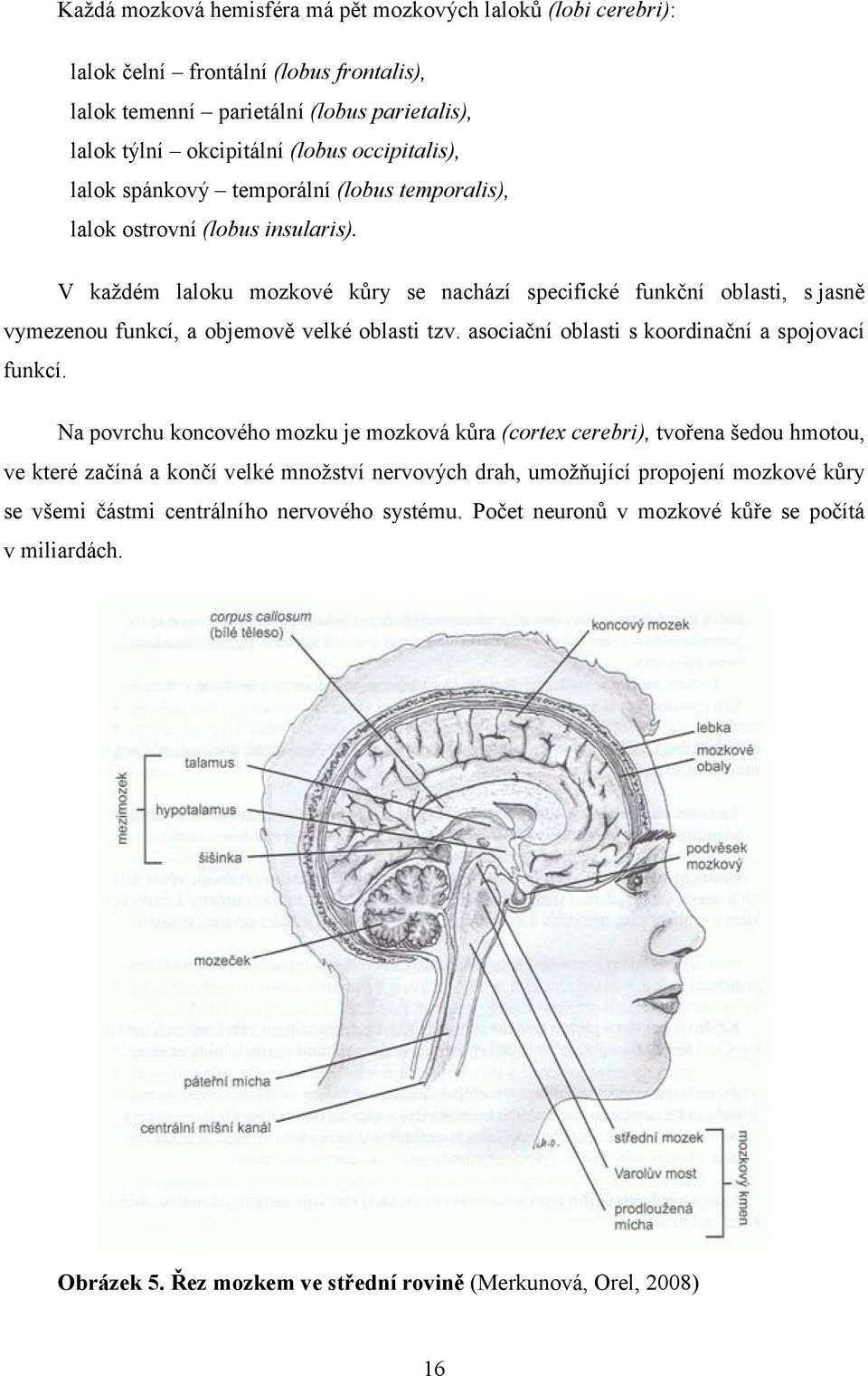 V každém laloku mozkové kůry se nachází specifické funkční oblasti, s jasně vymezenou funkcí, a objemově velké oblasti tzv. asociační oblasti s koordinační a spojovací funkcí.